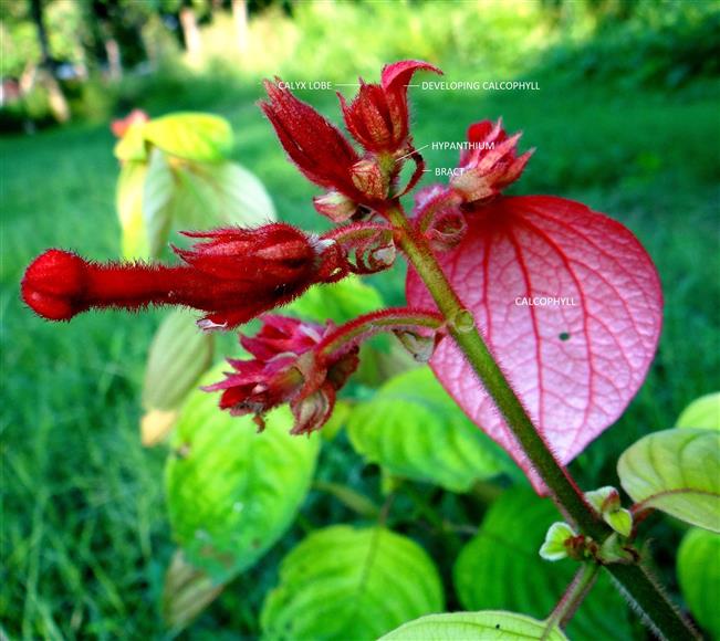 Mussaenda erythrophylla